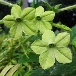 Tobak, Purpur- <br>'Perfume Lime' F1 <br><i>Nicotiana x sanderae</i>