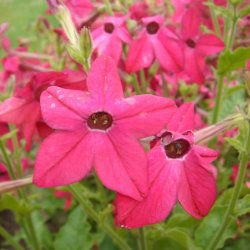 Tobak, Purpur- <br>'Perfume Bright Rose' F1 <br><i>Nicotiana x sanderae</i>