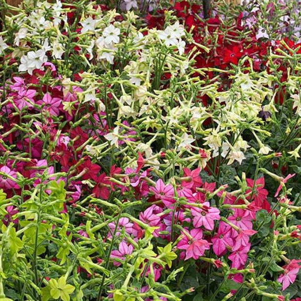 Tobak, Purpur- <br>'Perfume Mix' F1 <br><i>Nicotiana x sanderae</i>