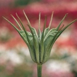 Nigella, <br>orientalsk <br>'Transformer'<br><i>Nigella orientalis</i>