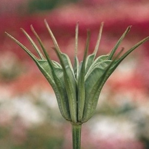 Nigella, <br>orientalsk <br>'Transformer'<br><i>Nigella orientalis</i>