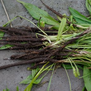 Skorzonerrod <br>'Long Black' <br><i>Scorzonera hispanica</i>