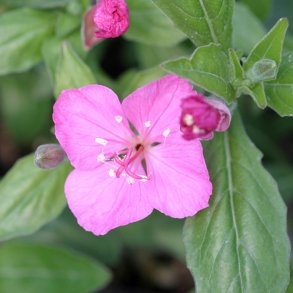 Natlys <br>'Glowing Magenta' <br><i>Oenothera kunthiana</i>