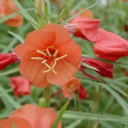 Natlys �Sunset Boulevard� <br><i>Oenothera versicolor</i>