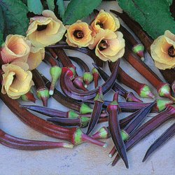 Okra <br>'Red Burgundy' <br><i>Abelmoschus esculentus</i>