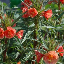 Natlys �Sunset Boulevard� <br><i>Oenothera versicolor</i>