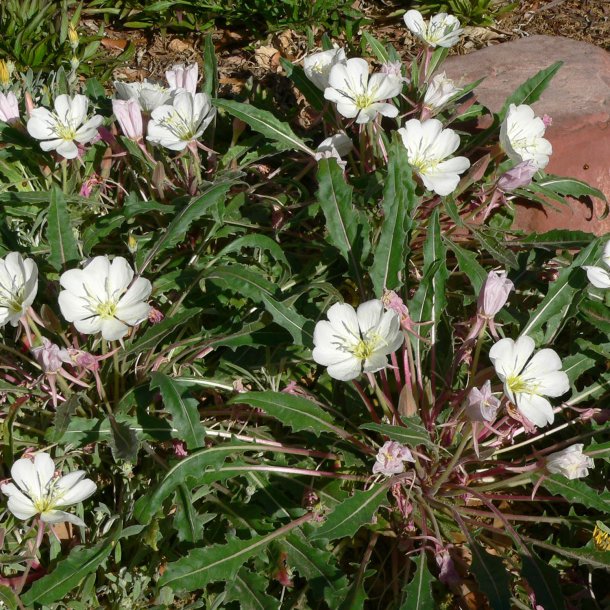 Natlys <br>'Innocent White' <br><i>Oenothera pallida</i>
