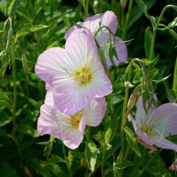 Natlys <br>'Rosea' <br><i> Oenothera speciosa</i>