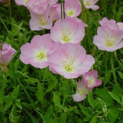 Natlys <br>'Rosea' <br><i> Oenothera speciosa</i>