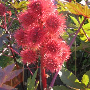 Olieplante <br>'Gibsonii'<br><i>Ricinus communis</i>