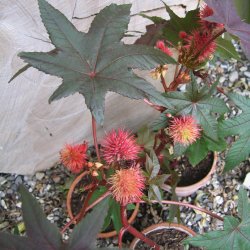 Olieplante <br>'Gibsonii'<br><i>Ricinus communis</i>