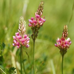 Blomstermix <br>'Bismag'<br><br>