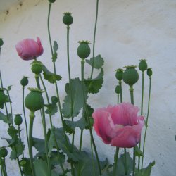 Valmue, Opiums-, <br>lyserd <br><i>Papaver somniferum </i>
