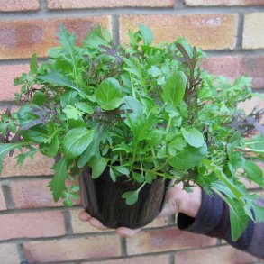 Babyleaves - <br>mikrogrnt<br>'Oriental Salad Leaf Mix'