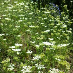 Orlaya, Blomsterkrvel <br>'White Lace' <br><i>Orlaya grandiflora</i>