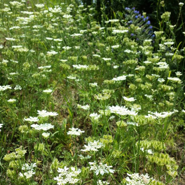 Orlaya, Blomsterkrvel <br>'White Lace' <br><i>Orlaya grandiflora</i>
