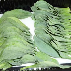 stersurt, <br>hestetunge <br><i>Mertensia maritima</i>