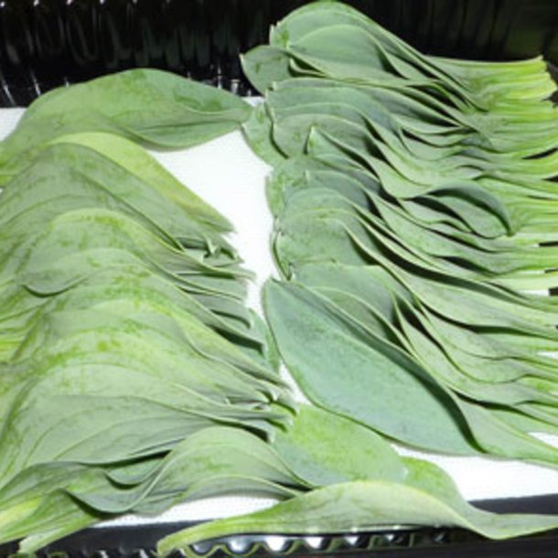 stersurt, <br>hestetunge <br><i>Mertensia maritima</i>