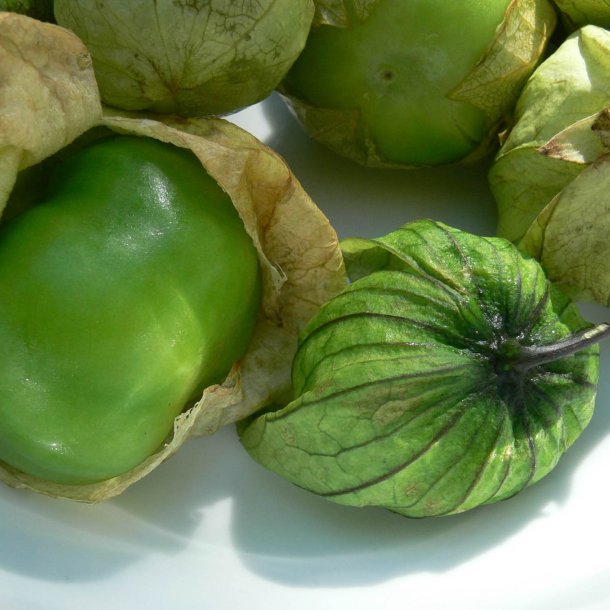 Tomatillo <br>'Verde'<br><i>Physalis philadelphica</i>