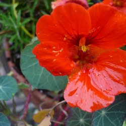 Tallerkensm�kker<br>�Empress of India�<br><i>Tropaeolum majus</i>