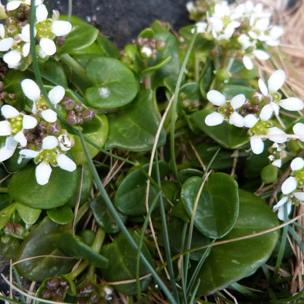 Kokleare, <br>Lge- <br><i>Cochlearia officinalis</i> 