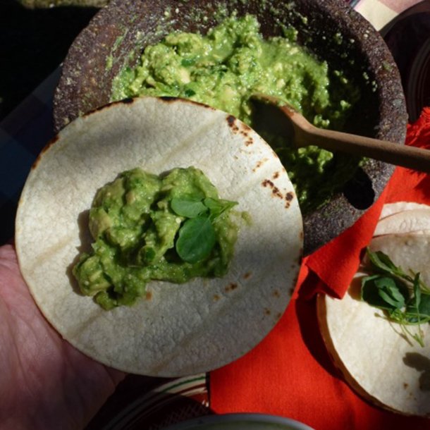 Papalo, <br>quillquina <br><i>Porophyllum ruderale</i>