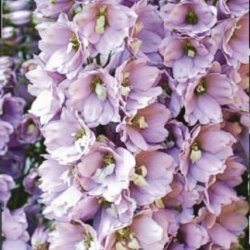 Ridderspore 'Cherry Blossum'<br><i>Delphinium, �Magic Fountain�</i>