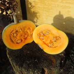 Grskar <br>'Crown Prince' F1 <br><i>Cucurbita maxima</i>