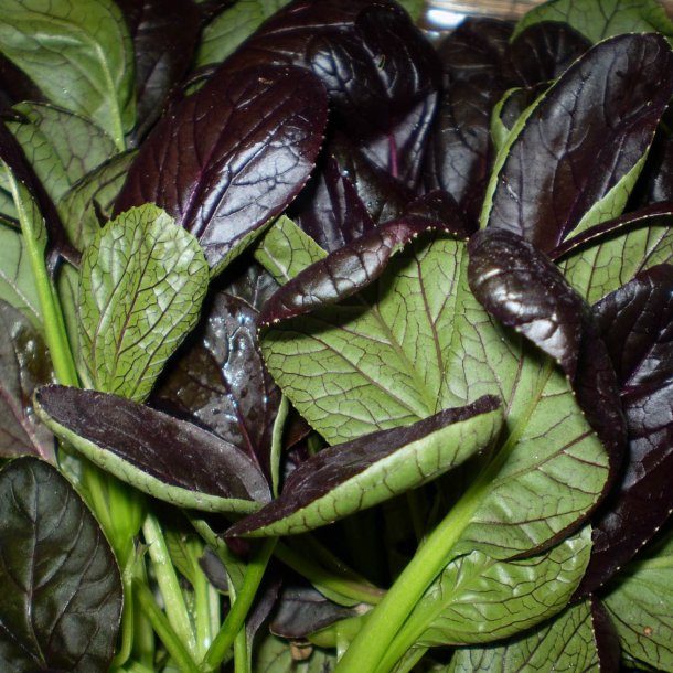 Komatsuna 'Comred' F1 <br><i>Brassica rapa supsb. perviridis</i>