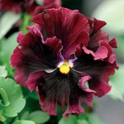 Stedmoder, Have- <br>'Frizzle Sizzle Mix' F1 <br><i>Viola x wittrockiana</i>