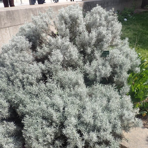 Karryplante<br><i>Helichrysum italicum</i><br><br>