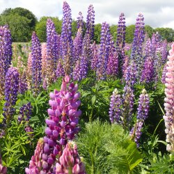 Lupin, bl, <br>Storkb <br><i>Lupinus polyphyllus </i>