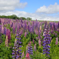 Lupin, bl, <br>Storkb <br><i>Lupinus polyphyllus </i>
