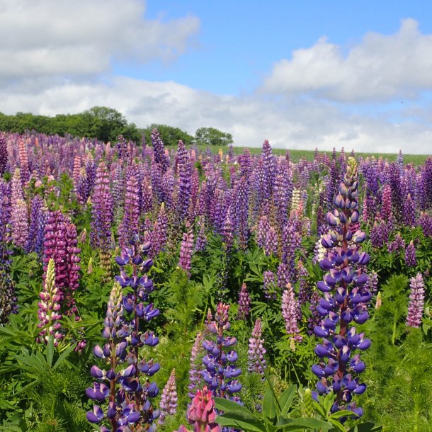 Lupin, bl, <br>Storkb <br><i>Lupinus polyphyllus </i>