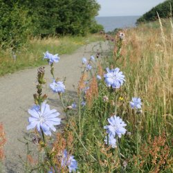 Cikorie <br>'Spadona' <br><i>Cichorium intybus</i>