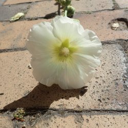 Stokrose <br>'Alba' <br><i>Alcea rosea</i>