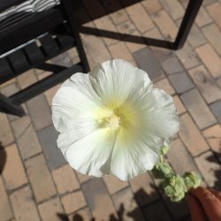 Stokrose <br>'Alba' <br><i>Alcea rosea</i>
