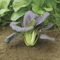 Pak choi <br>'Red Rubi' F1<br><i> Brassica rapa var. chinensis</i>