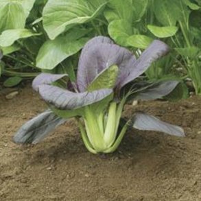 Pak choi <br>'Red Rubi' F1<br><i> Brassica rapa var. chinensis</i>