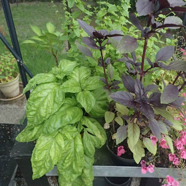 Basilikum, <br>salatbladet <br><i>Ocimum basilicum</i>