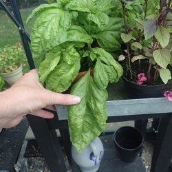 Basilikum, <br>salatbladet <br><i>Ocimum basilicum</i>