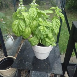 Basilikum, <br>salatbladet <br><i>Ocimum basilicum</i>