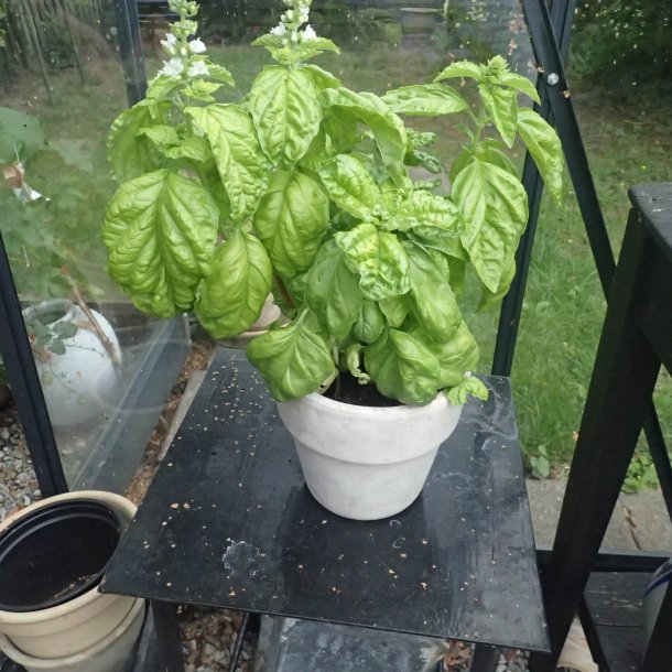 Basilikum, <br>salatbladet <br><i>Ocimum basilicum</i>