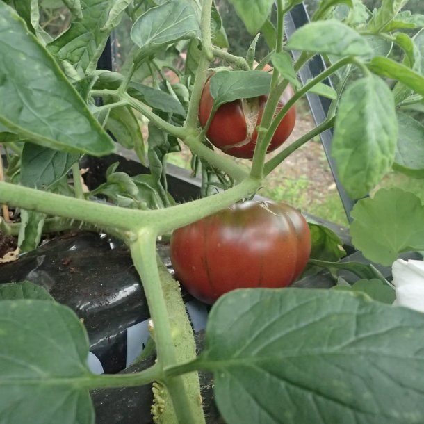 Tomat <br>'Black from Tula'<br><i>Lycopersicon esculentum</i>