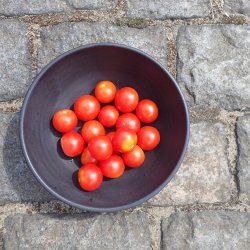 Tomat <br>'Cherry Gardeners Delight'<br><i>Lycopersicon esculentum</i>