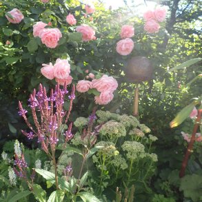 Verbena, <br>Spyd- <br><i>Verbena hastata</i>