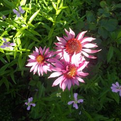 Purpursolhat <br><i>Echinacea purpurea </i><br><br>