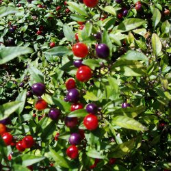 Chili <br>'Filius Blue' <br><i>Capsicum annuum</i>