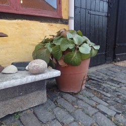 Stenbrk, <br>Kmpe- <br><i>Bergenia cordifolia </i>