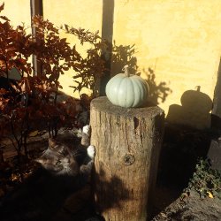 Grskar <br>'Crown Prince' F1 <br><i>Cucurbita maxima</i>